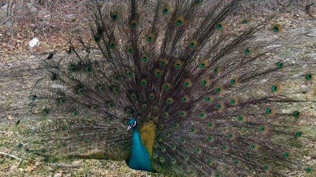 uxbridgepolicepeacock.jpg 