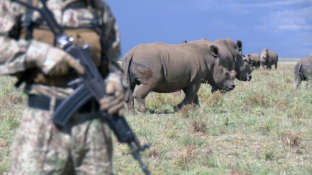 rhinofull-1576994-640x360.jpg 