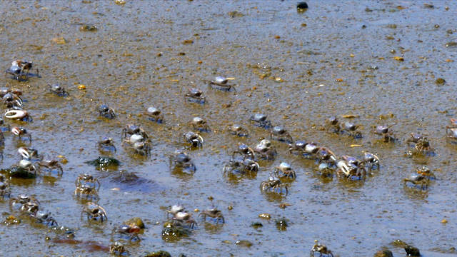 0527-sunmo-nature-fiddlercrabs-1578310-640x360.jpg 