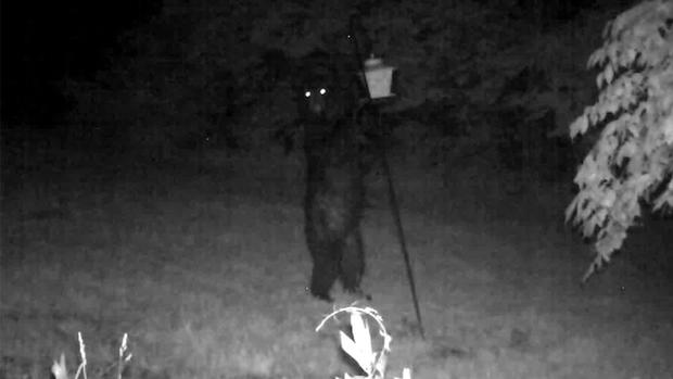 lawrence county perry township bear 