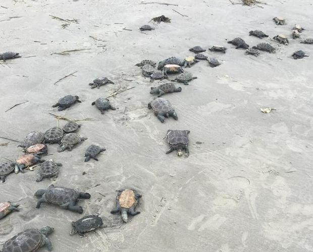 dead turtles 