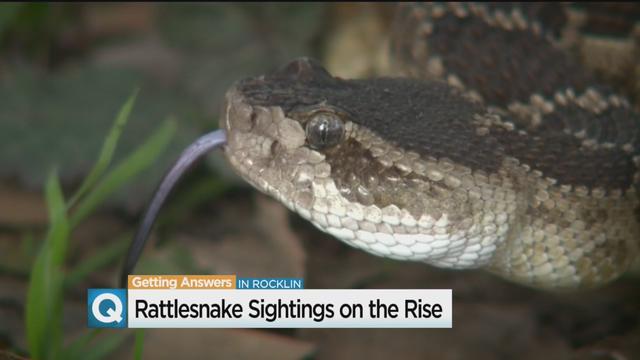 rattlesnake.jpg 