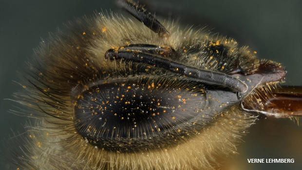 honeybee-eye-4x-verne-lehmberg-620.jpg 
