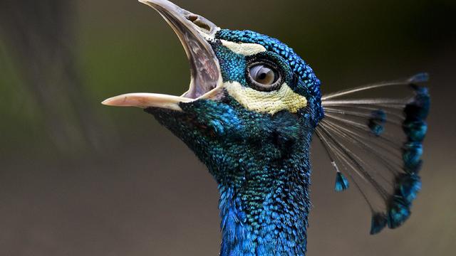 COLOMBIA-ZOO-INDIAN PEAFOWL-FEATURE 