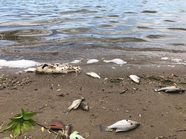 Lake Nokomis Fish Kill 