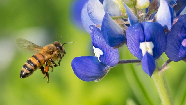 bee-hovering-near-bluebonnet-verne-lehmberg-promo.jpg 