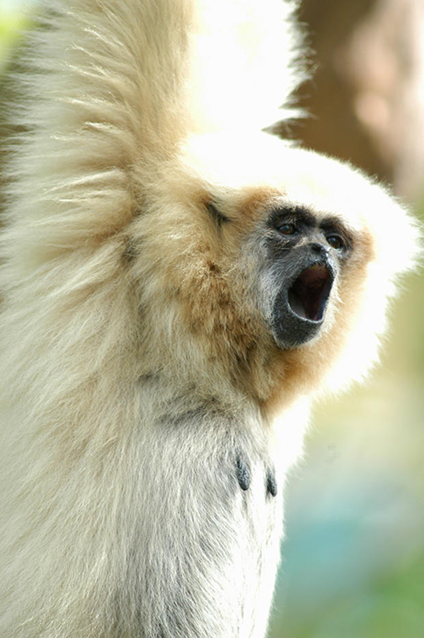 Gibbon Prisilla 3 