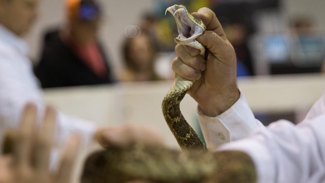 US-LIFESTYLE-RATTLESNAKE ROUNDUP 