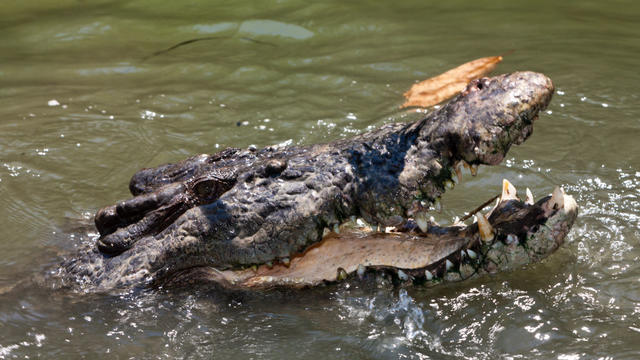 Crocodile in North Queensland 