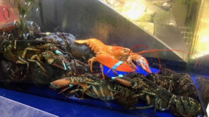 lobster.png 