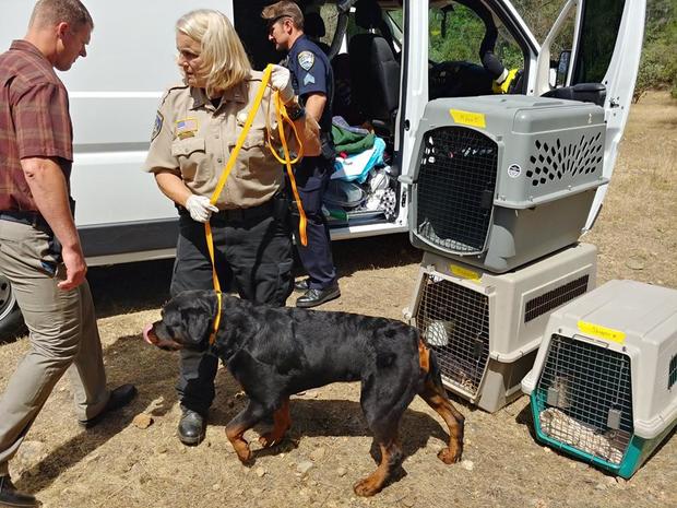 dogs rescued redding 
