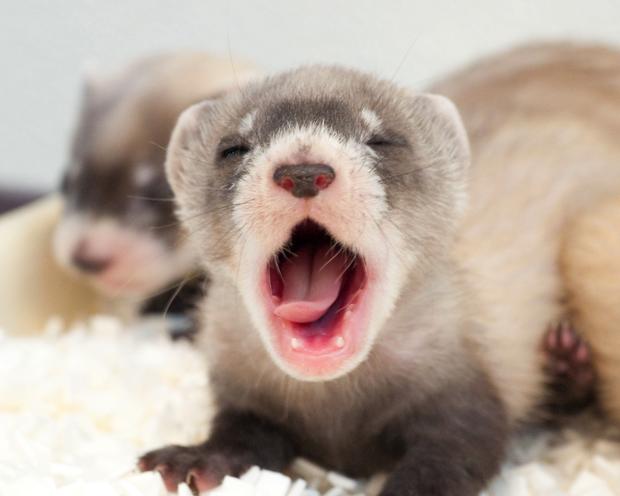 baby ferret from NBFFCC 