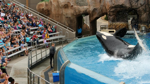 SeaWorld unveils its new Orca Encounter show in San Diego 