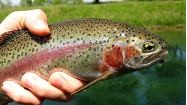 yampa-fishing-closure-rainbow-trout-from-cpw.png 