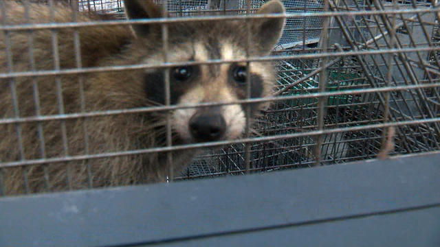 t3-raccoon-caught-vo-12p_0613t110218-mov.jpg 