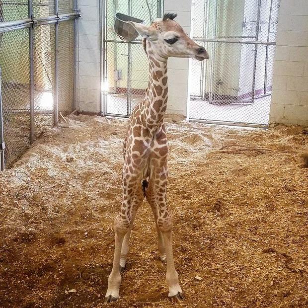 giraffe calf 200 2 