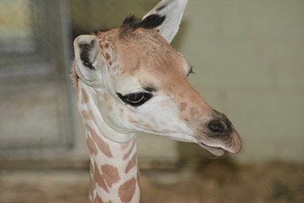 giraffe calf 200 Penny 