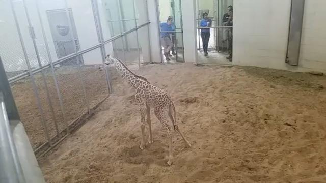 giraffe-standing-th-2.jpg 