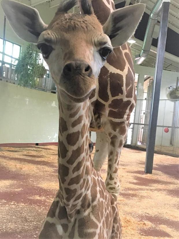 giraffe calf Penny 