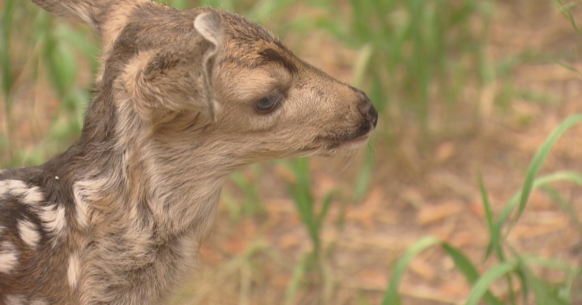 Guess What? Those Baby Animals In The Wild Don't Need Your Help - CBS  Colorado