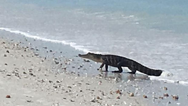 alligator on beach 