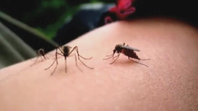 mosquitoes.jpg 