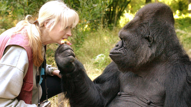 koko the gorilla 
