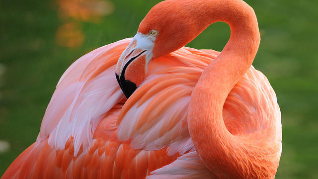flamingo-a.jpg 