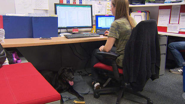 dog-work-cubicle offices pets 