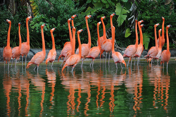 Flamingo Flock 
