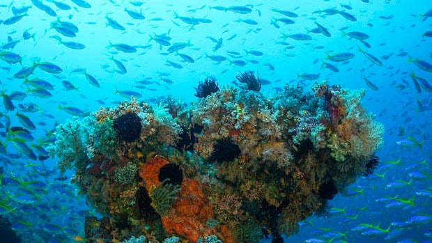 coral-rock-full-of-life-mauricio-handler-620.jpg 
