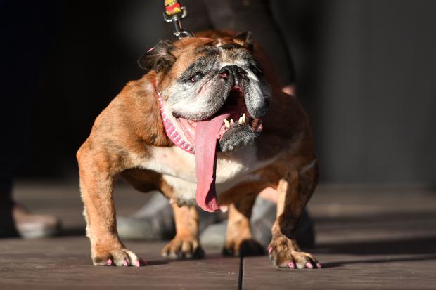 Ugliest Dog Contest 