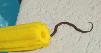 Snakes in pool noodle Arizona officials warn rattlesnakes could be(01)