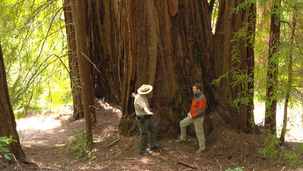 redwoods-lee-cowan-with-ranger-620.jpg 