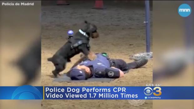 Video Of Police Dog Performing CPR On Handler Goes Viral 
