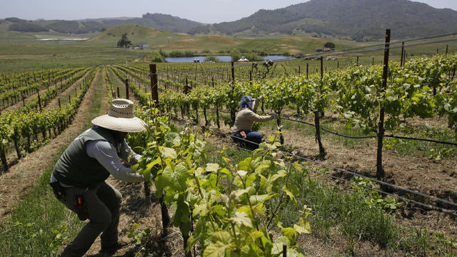 Climate Change Wine Blues 