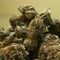 Marijuana users still can't buy guns even in legalized states, feds warn