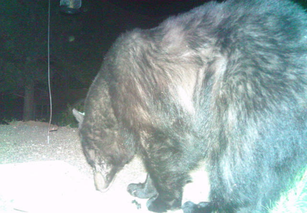 Idledale Bear Killed 1 (CPW) 