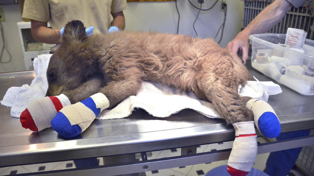 Colorado Wildfires Bear Cub 