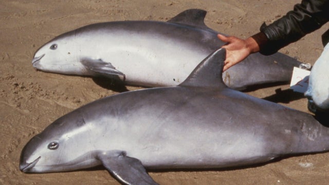 MEXICO-CONSERVATION-VAQUITA-SEA SHEPHERD 
