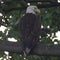 Nature: Eagles