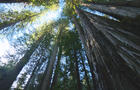 redwood-trees-promo.jpg 
