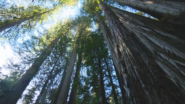 redwood-trees-promo.jpg 