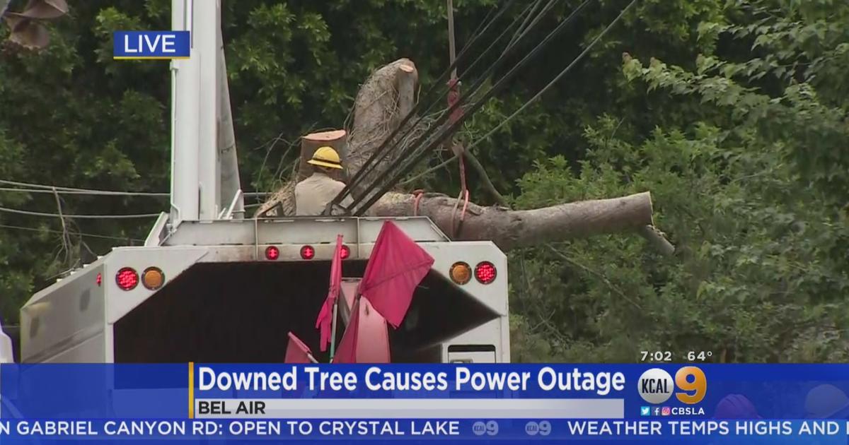 Tree Topples On Power Lines In Bel Air Causing Outage Cbs Los Angeles