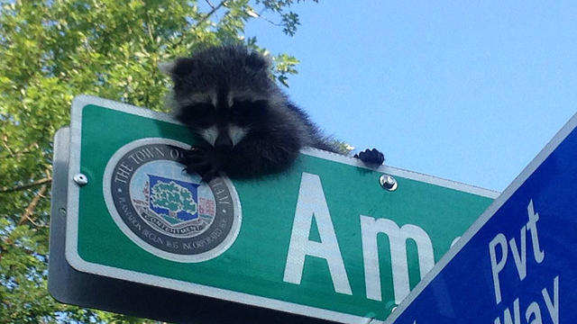 dedhamraccoon.jpg 