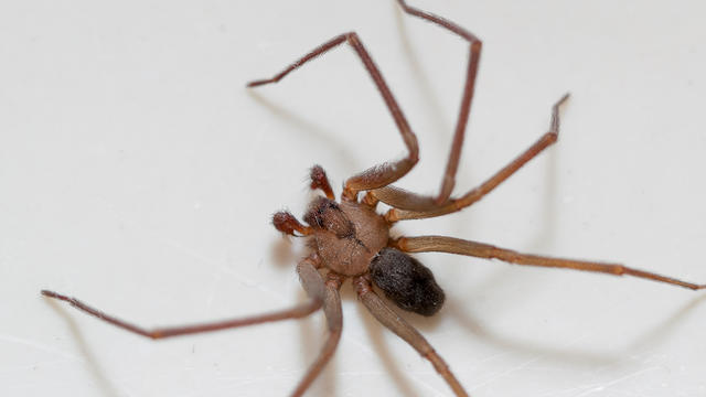 Brown Recluse Spider 