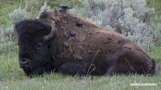 brown-headed-cowbird-on-male-bison-620.jpg 