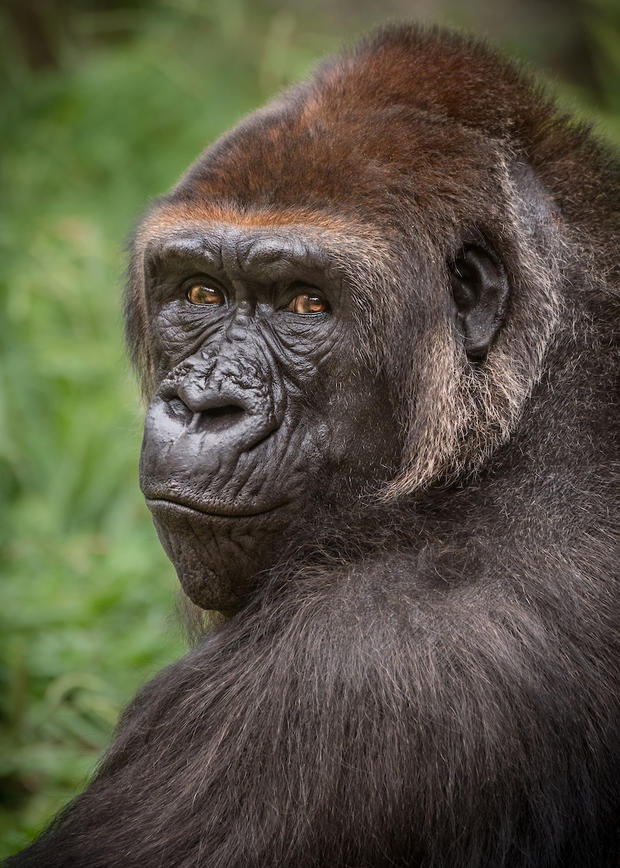 Critically Endangered Gorilla Moves To LA Zoo 