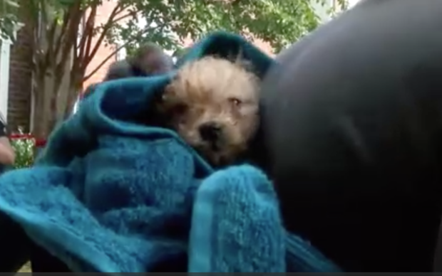 puppy rescued from sewer drain 