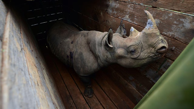 TOPSHOT-KENYA-WILDLIFE-RHINO-RELOCATION 